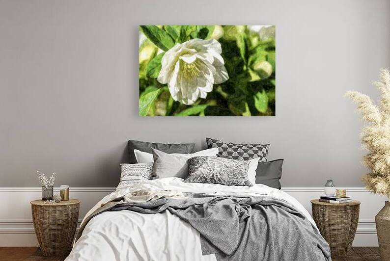 White Hellebore In Sunlight Painterly by Jennifer White