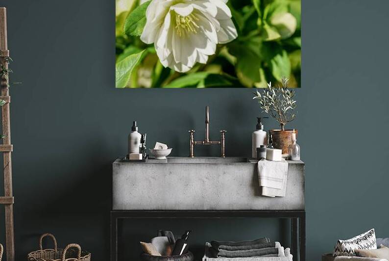 White Hellebore In Sunlight by Jennifer White