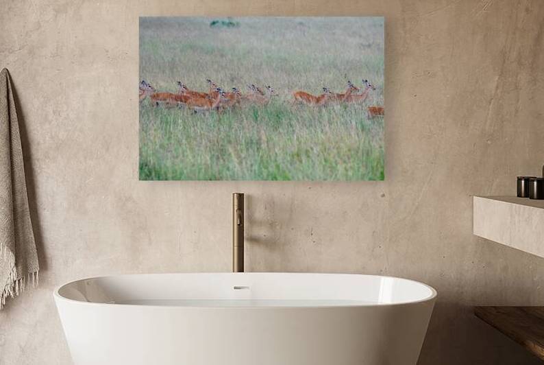 Masai Mara Impalas by Dan Hart