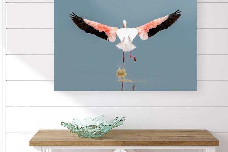 Flamingo Splashdown by Dan Hart