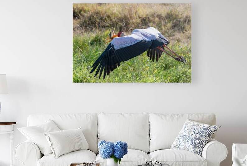 Yellow-billed Stork by Dan Hart