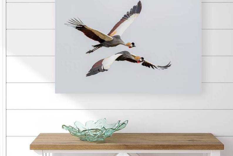 Crowned Cranes in Flight by Dan Hart