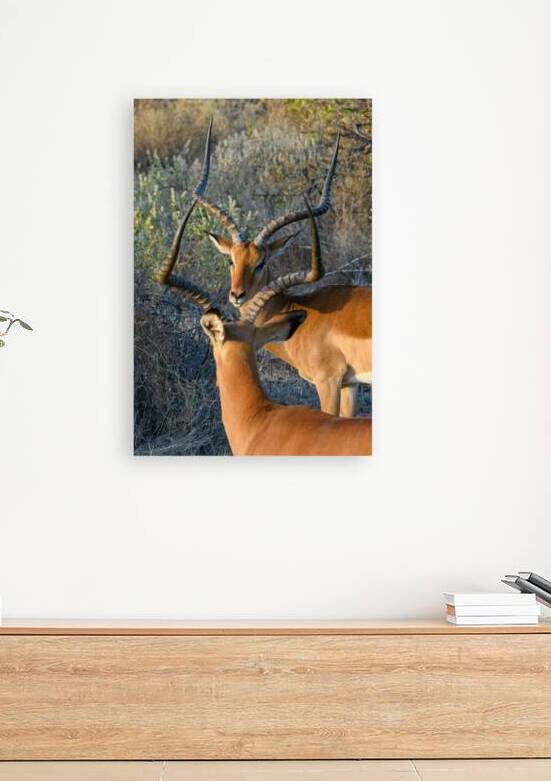 Impala Reflection by Dan Hart