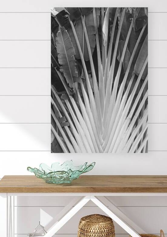 Tropical Jamaican Leaves B&W by Timeless Scenery Photography