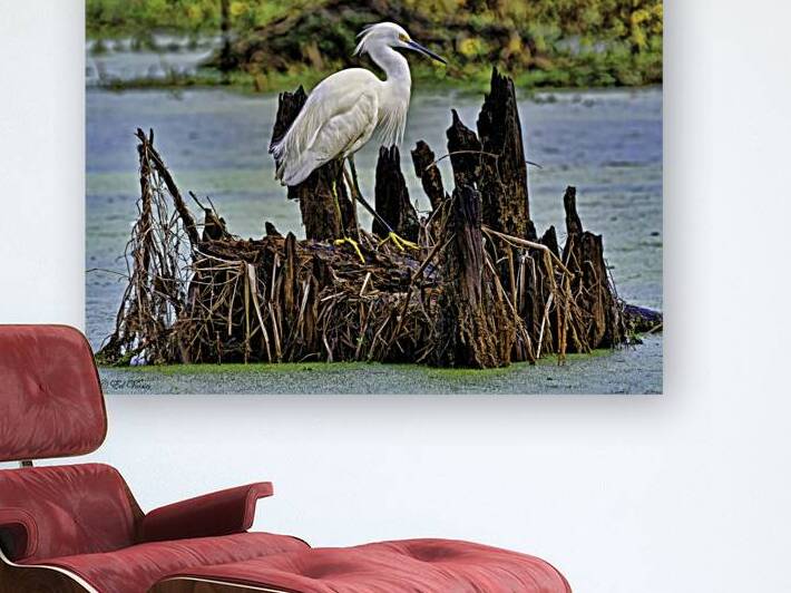 CHECKING IT OUT by Digicam