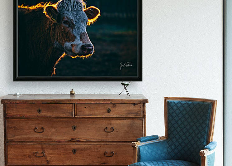 Glowing Cow by Joel Fabrick