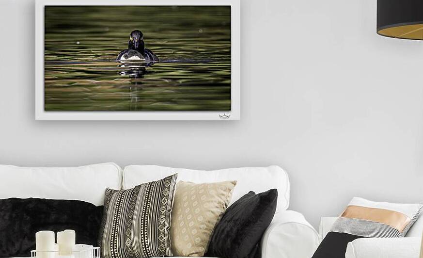 Merganser Portrait by Moments By Shane