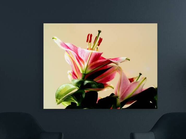   Colourful Lilies                                                                                                    by Catriona Roberts Nature Photography and Designs