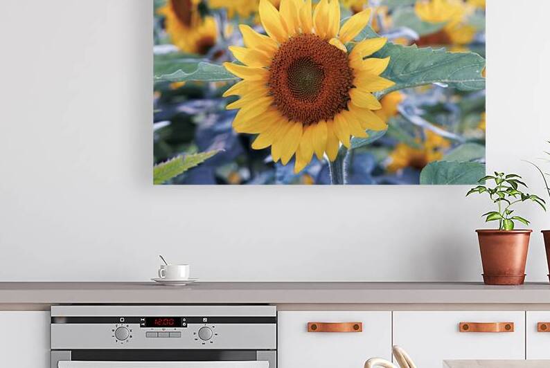 Tournesol by DBelleIsle photographe