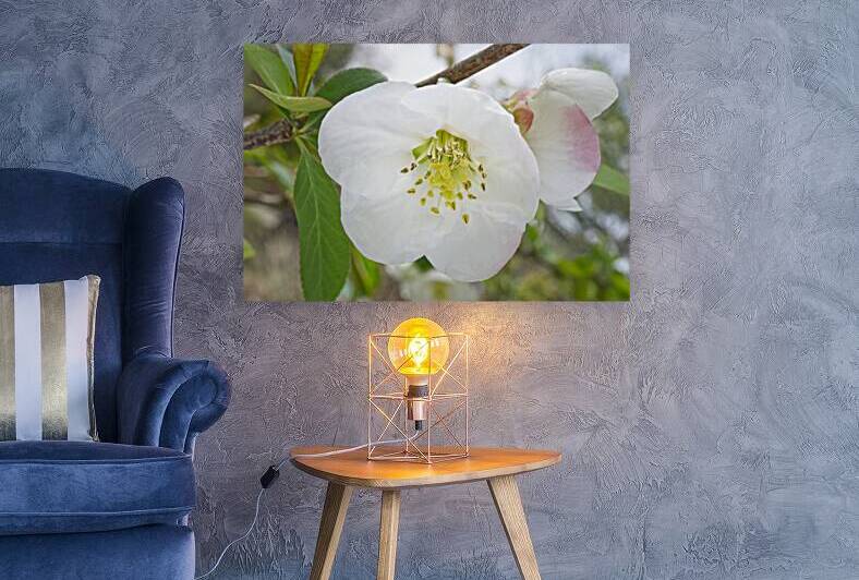 Pink-White Quince Duo on Branch by Iris H Richardson