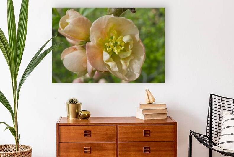 Peach Quince Flower Cluster 0404 by Iris H Richardson
