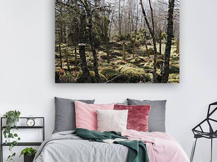 Scottish Highlands Spring Forest                                                                                                                      by Catriona Roberts Nature Photography and Designs