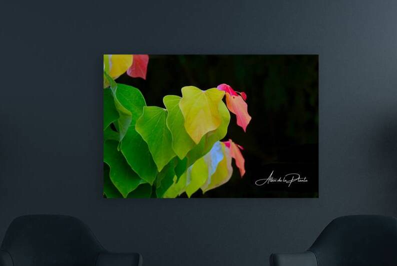  The Light Shines Through                        by Allan de la Plante