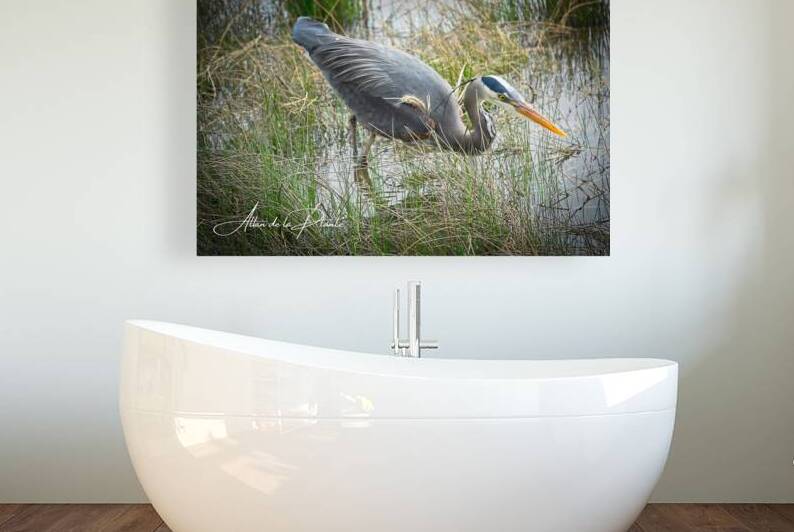            Heron Hunting for Lunch                     by Allan de la Plante