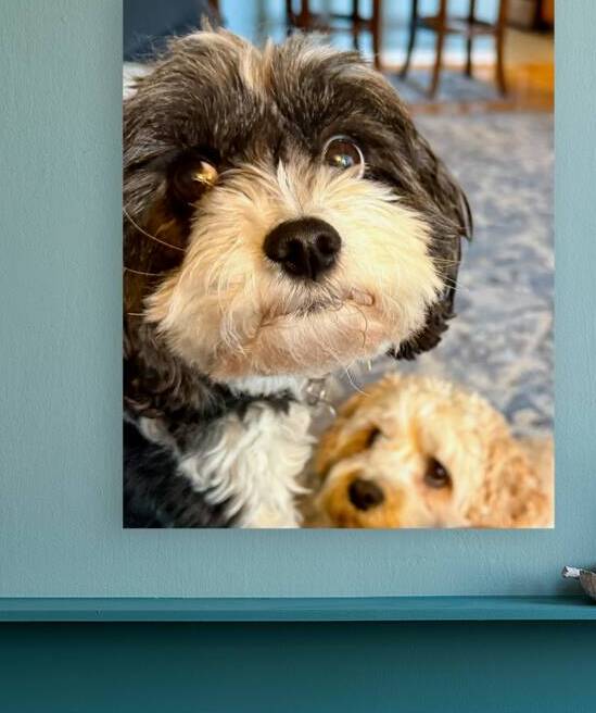 Cricket Says Hello There by Bill Swartwout Photography