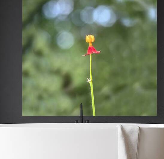 Single Milkweed Flower Bloom  X3 1 by Rich Franco