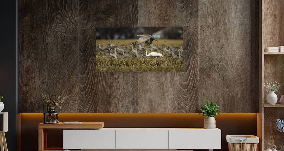 WHOOPING CRANE STANDS OUT IN CORN FIELD by Carney Photography