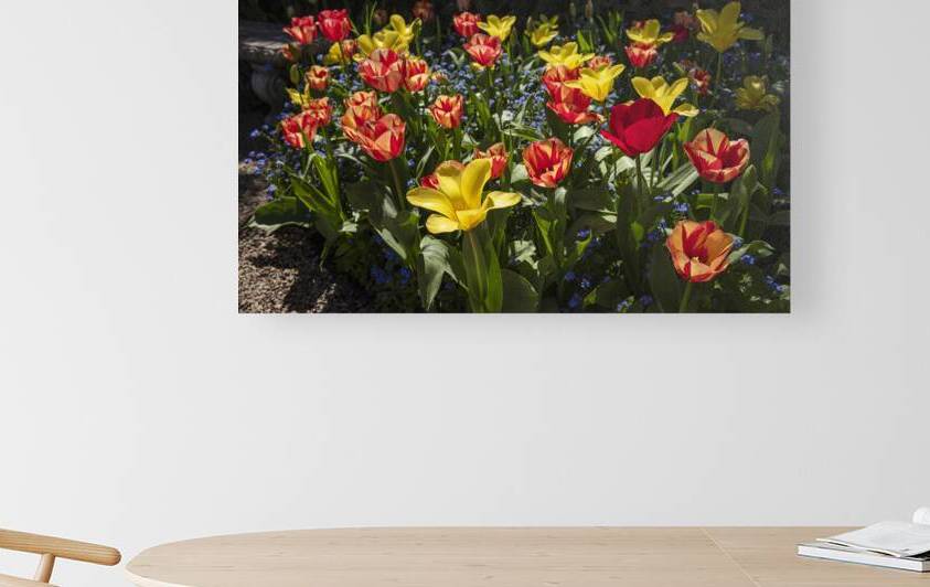 Tulip Flowers by Evan Petty Photography