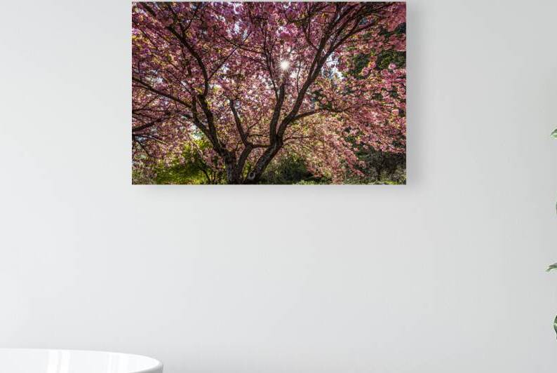 Blossom Tree by Evan Petty Photography