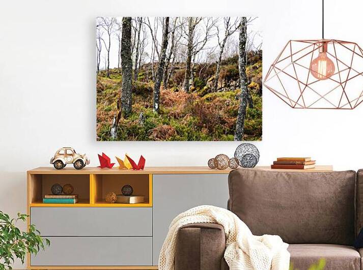  Springs Fairy Dance in the Scottish Highlands                                                                                                                     by Catriona Roberts Nature Photography and Designs