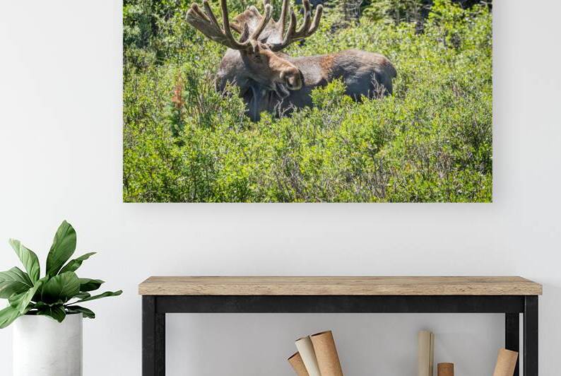 Smiling Bull Moose by Bo Insogna