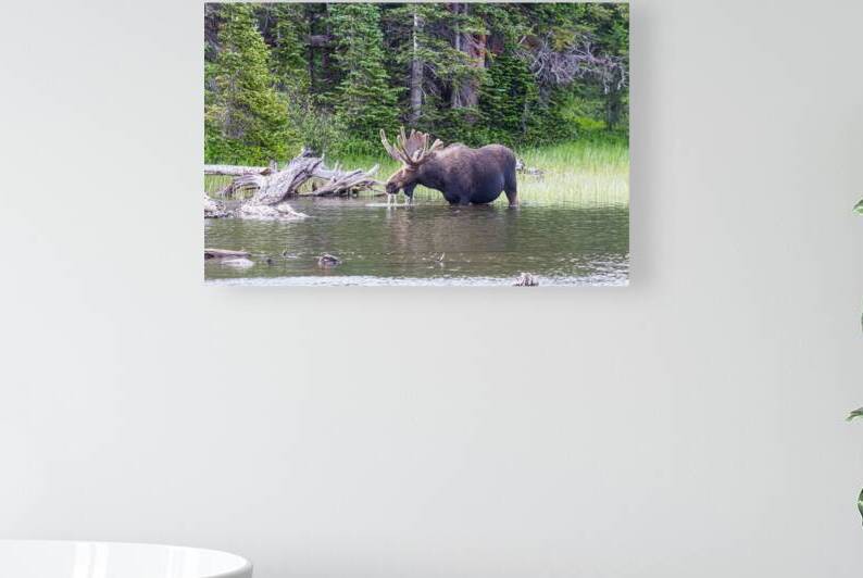 Water Feeding Moose by Bo Insogna