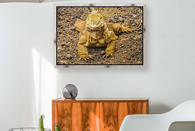 Yellow Iguana, Galapagos Island, Ecuador by Daniel Ferreia Leites Ciccarino