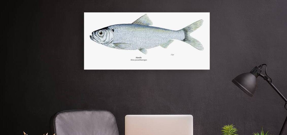 Alewife Painting by Stephen Emms