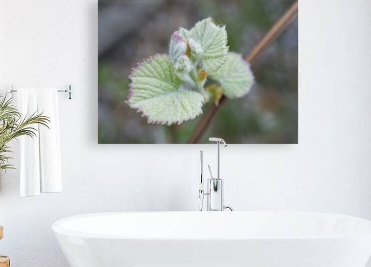 Young Grape Leaves by Iris H Richardson