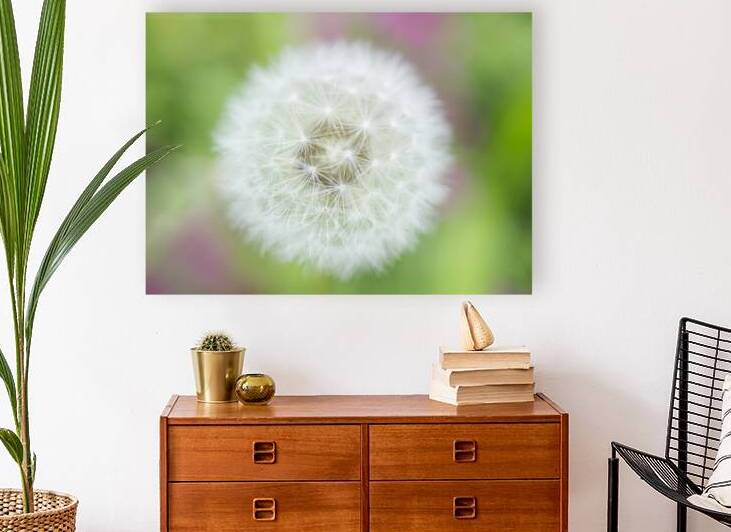 Dandelion Puffball with Pink and Green by Iris H Richardson