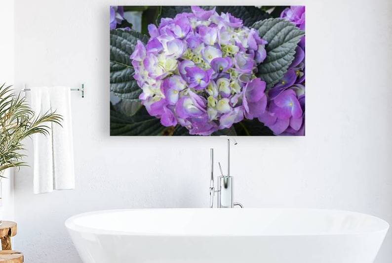 Hydrangea Macrophylla Blue Hydrangea X12 3 by Rich Franco