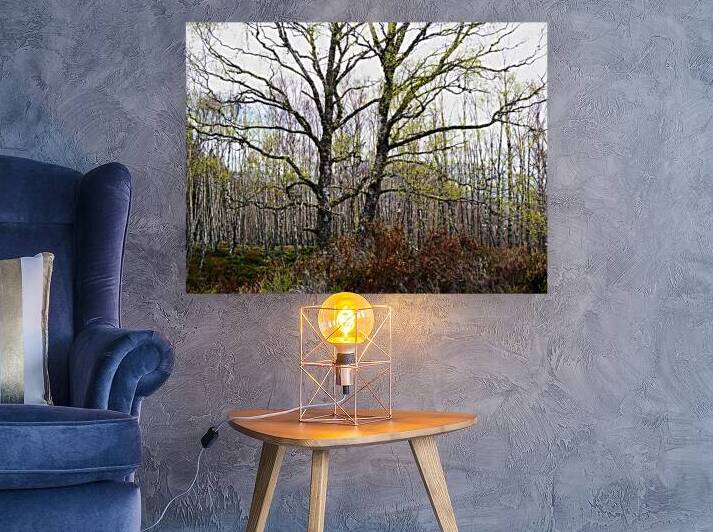   The Fairy Trees in the Scottish Highlands                                                                                                                    by Catriona Roberts Nature Photography and Designs