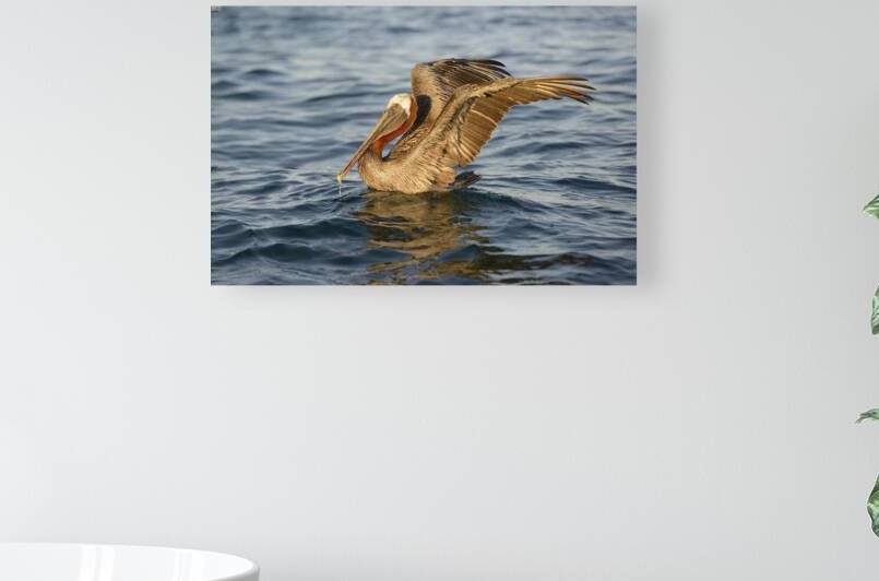 Brown Pelican  by Kevin Oke