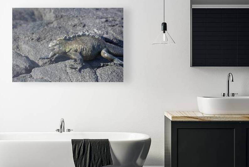 Marine Iguana by Kevin Oke