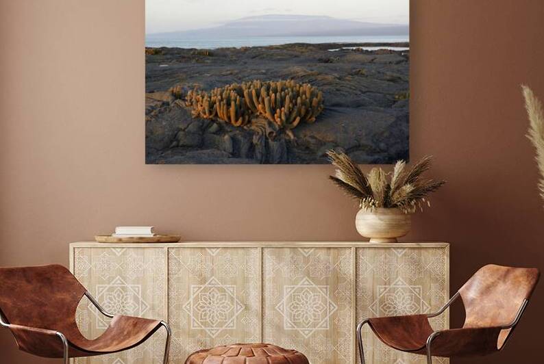 Lava Cactus by Kevin Oke