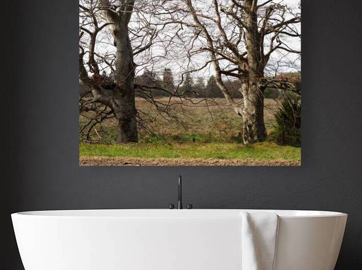  Spring Trees in the Scottish Highlands                                                                                                                     by Catriona Roberts Nature Photography and Designs