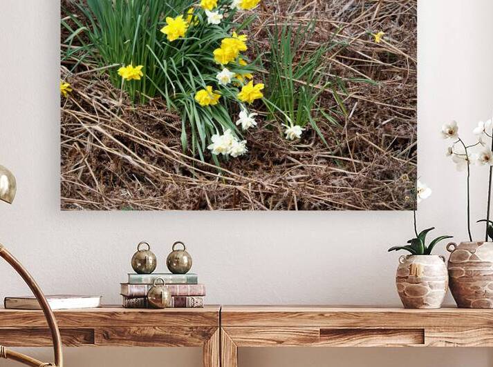 Scottish Highlands Daffs Amidst the Ferns                                                                                                                      by Catriona Roberts Nature Photography and Designs