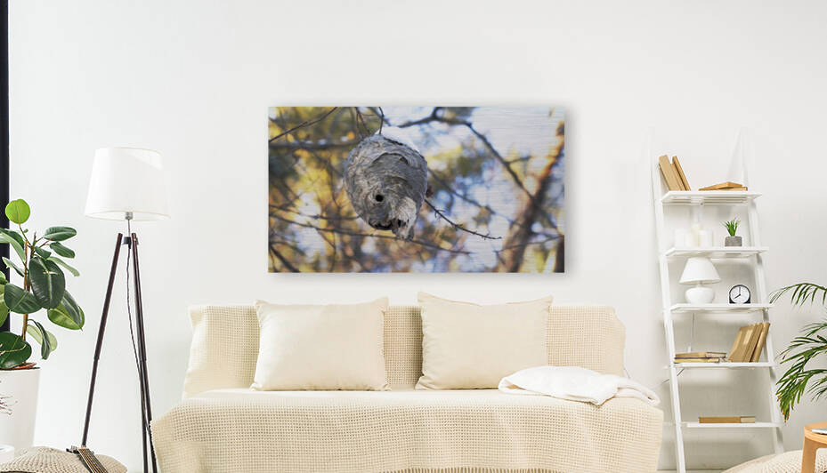 paper wasp nest in winter by Joe Riederer
