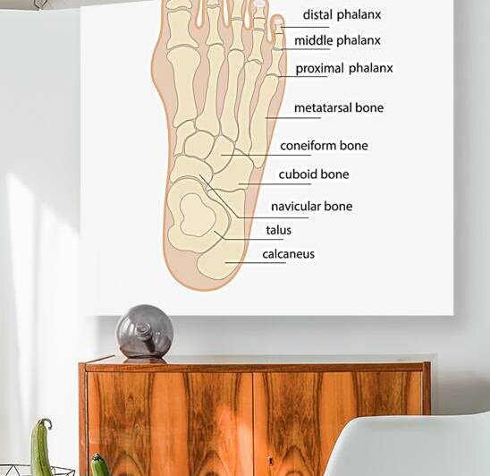 Human foot bones anatomy by Point Art