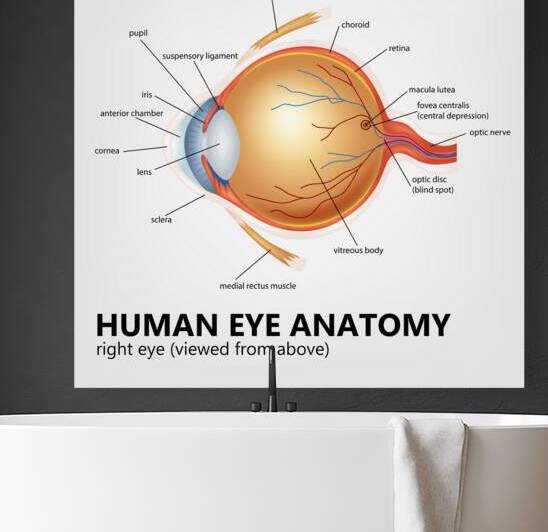 Human Eye Anatomy of Right Eye by Point Art