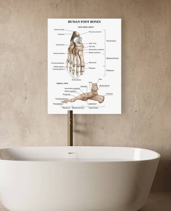 Foot Bones Anatomy by Point Art