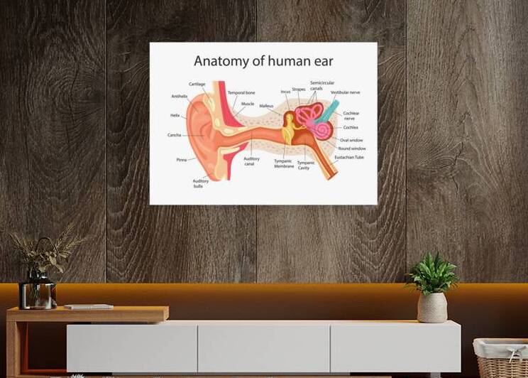 Anatomy of the human ear by Point Art