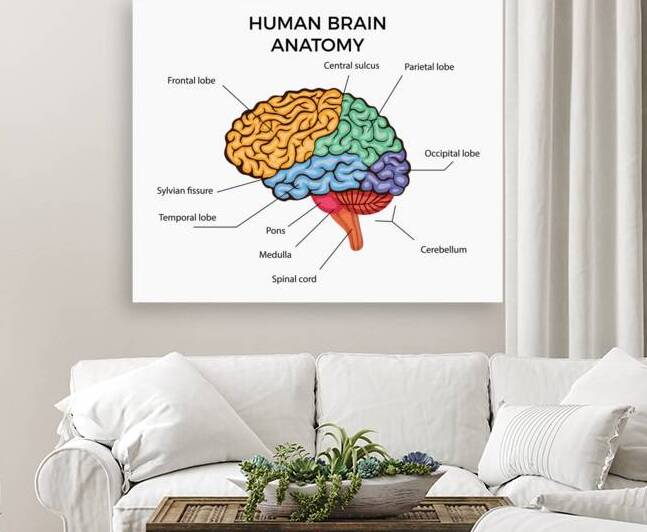 Human Brain Anatomy   by Point Art