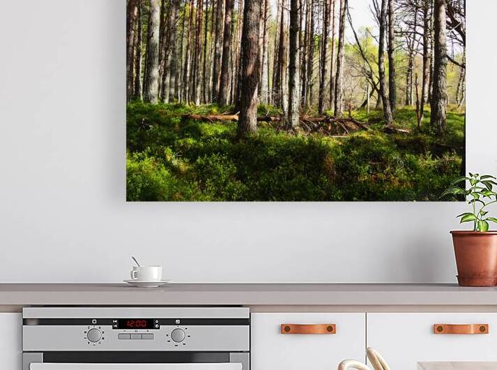 Spring Time in the Scottish Highlands                                                                                                                     by Catriona Roberts Nature Photography and Designs