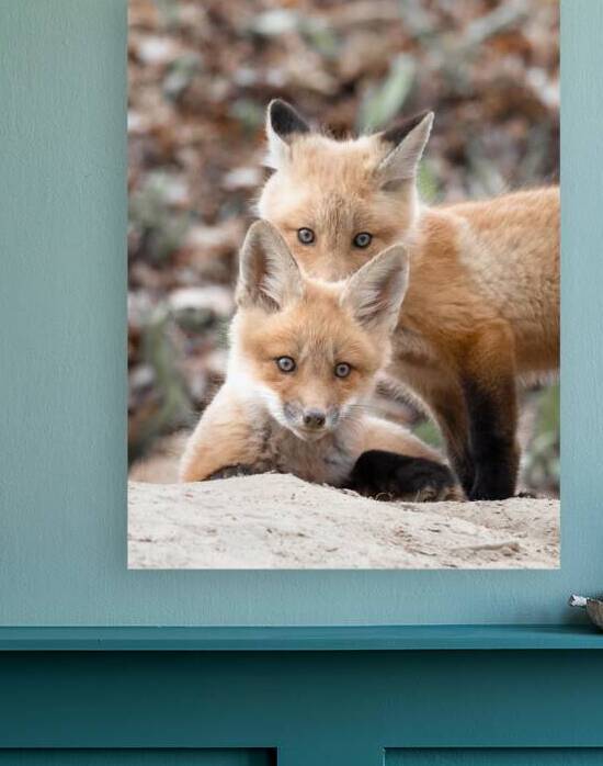 Fox Cubs by Luyi