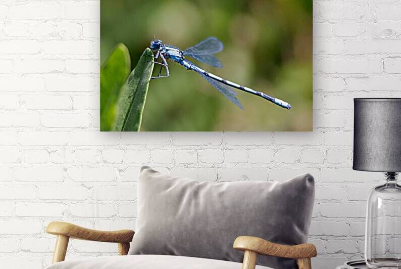 Dragonfly by Atikuss