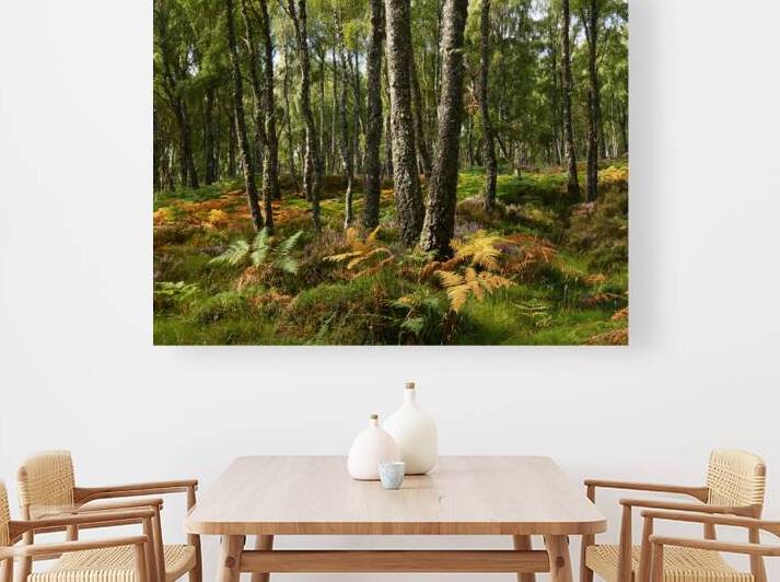 Scottish Highlands Summer Birch by Catriona Roberts Nature Photography and Designs