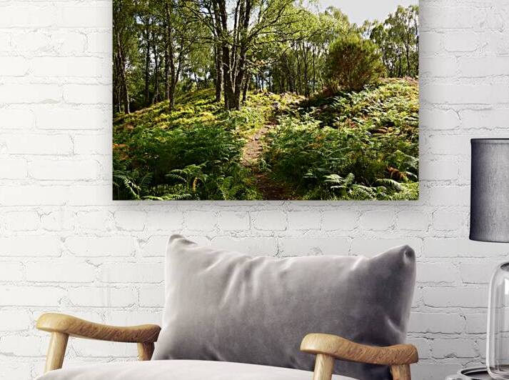 Scottish Highlands Summer Walk by Catriona Roberts Nature Photography and Designs