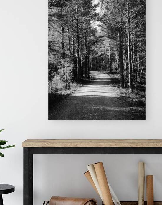 Scottish Highlands Forest Path in Black and White by Catriona Roberts Nature Photography and Designs