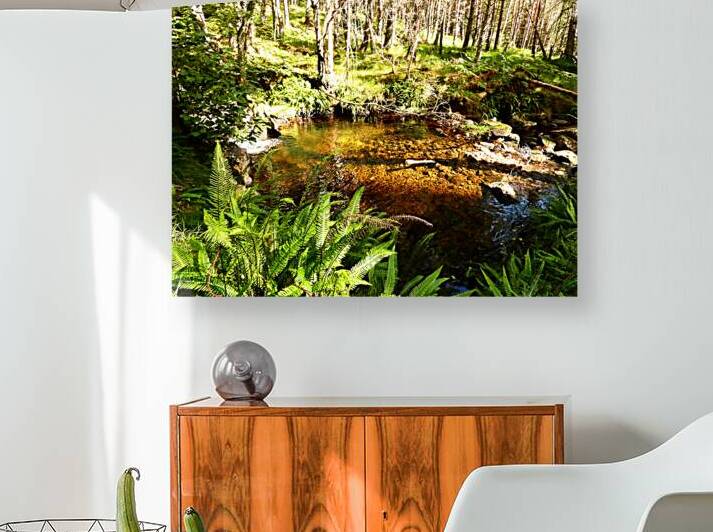 Scottish Highlands Forest Oasis by Catriona Roberts Nature Photography and Designs